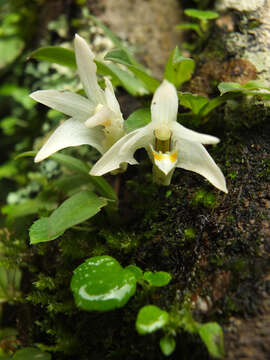 Image of Porpax braccata