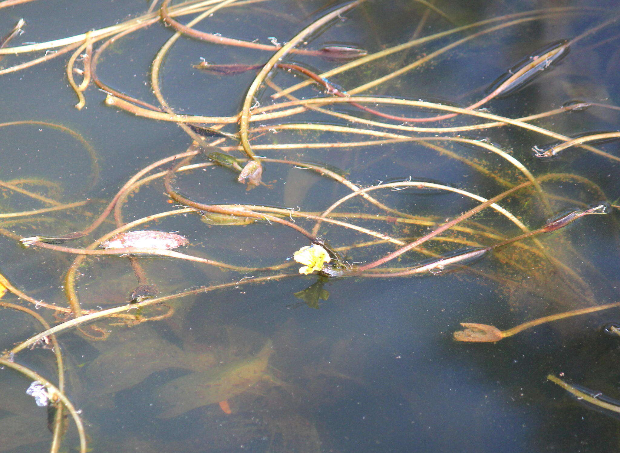 Image of Ottelia ulvifolia (Planch.) Walp.