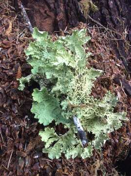 Image of Oregon lung lichen