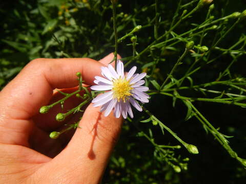 Image of Lindley's aster