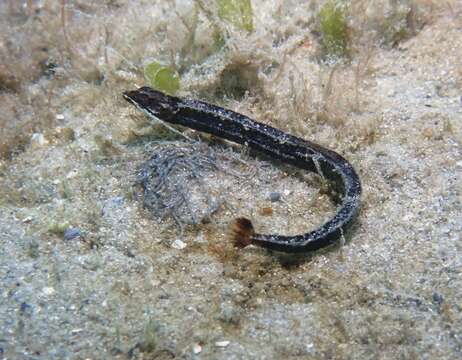 Image of American Crested Pipefish