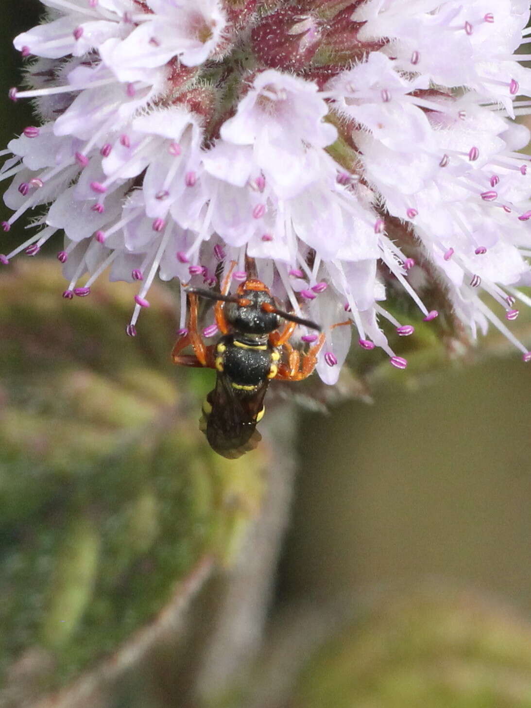 Imagem de Nomada rufipes Fabricius 1793