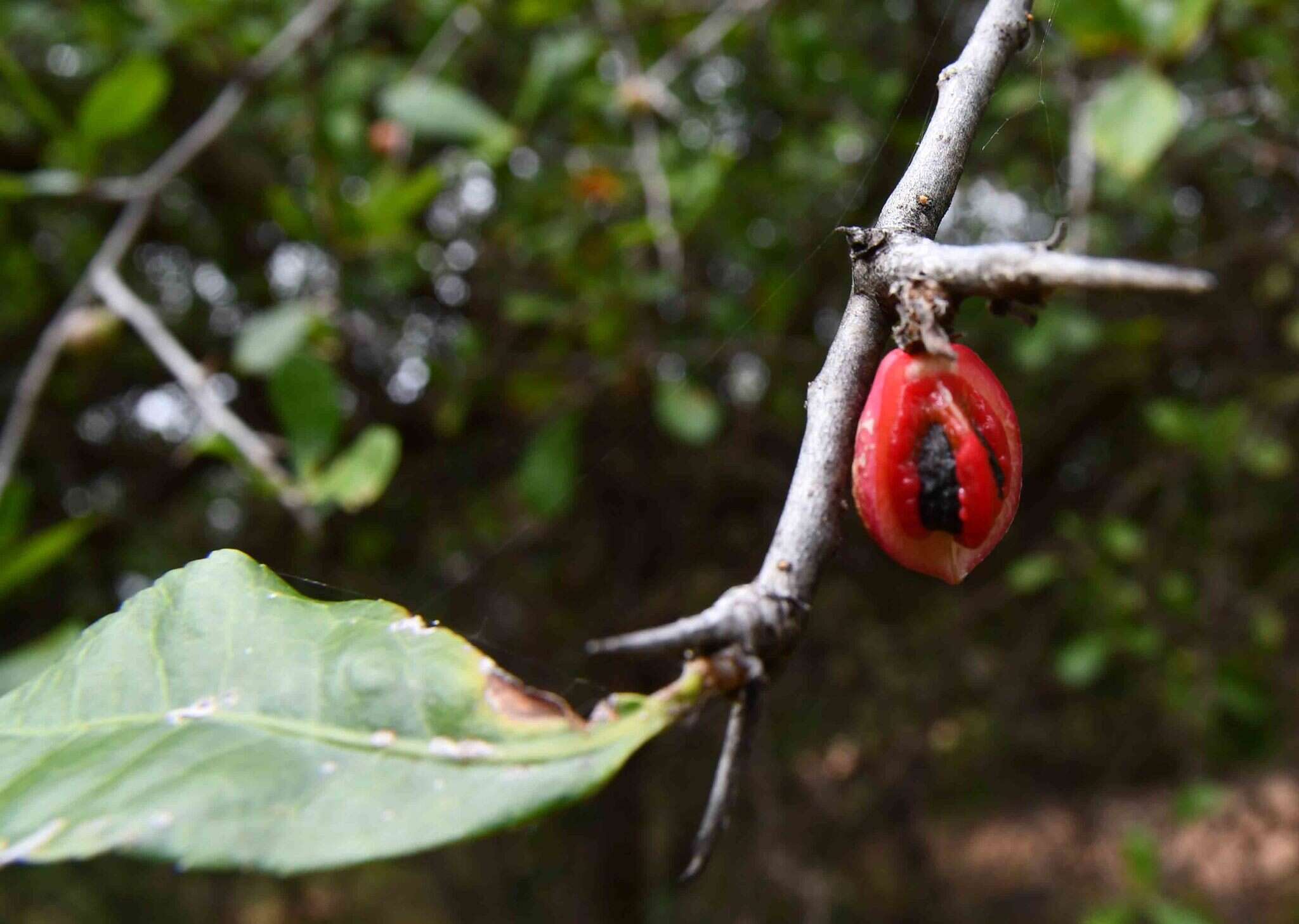 Plancia ëd Commiphora glandulosa Schinz