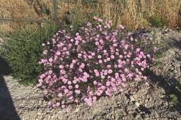 Image of Convolvulus dorycnium L.