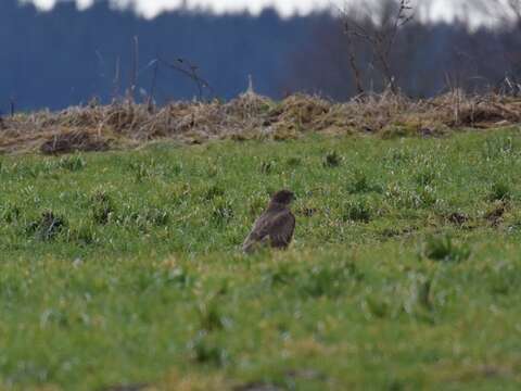 Image of Common Buzzard