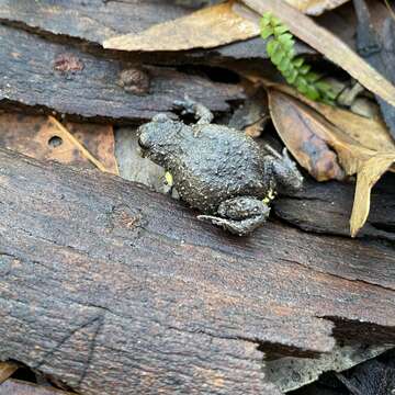 Image of Bibron’s Toadlet