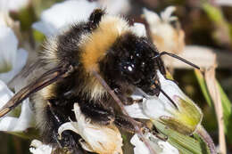 Image of Bombus kirbiellus Curtis 1835