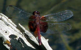 Image of Red-mantled Dragonlet