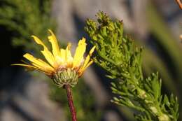 Image of Ursinia trifida (Thunb.) N. E. Br.