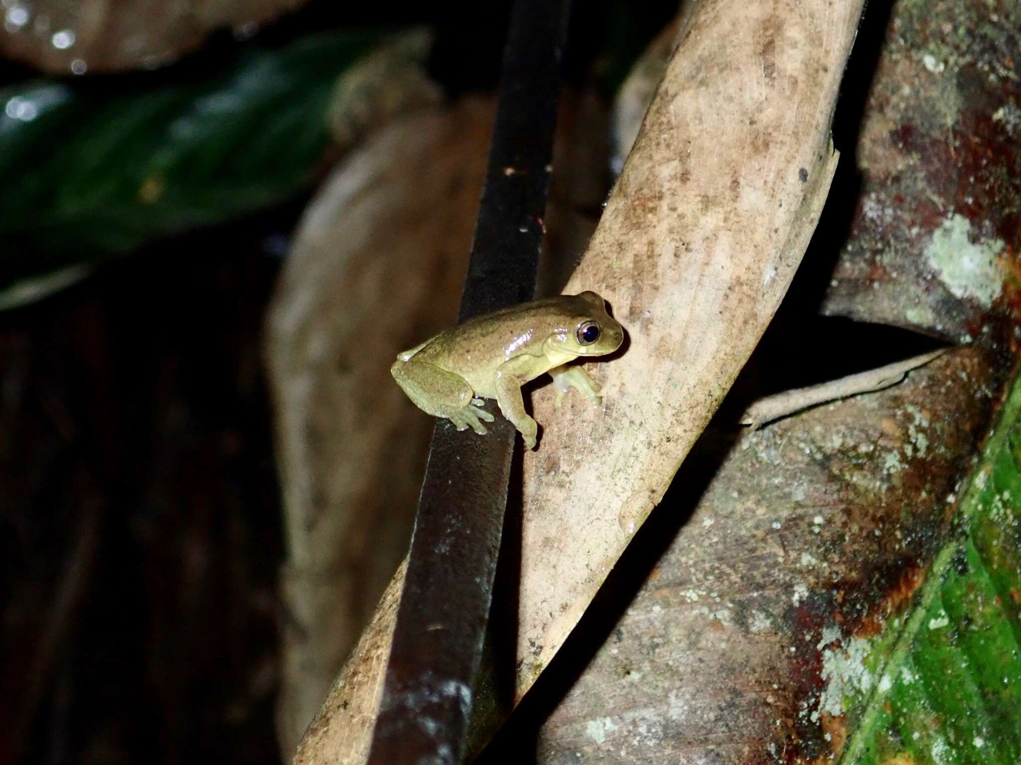 Imagem de Dendropsophus carnifex (Duellman 1969)