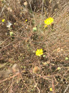 Image of hayfield tarweed