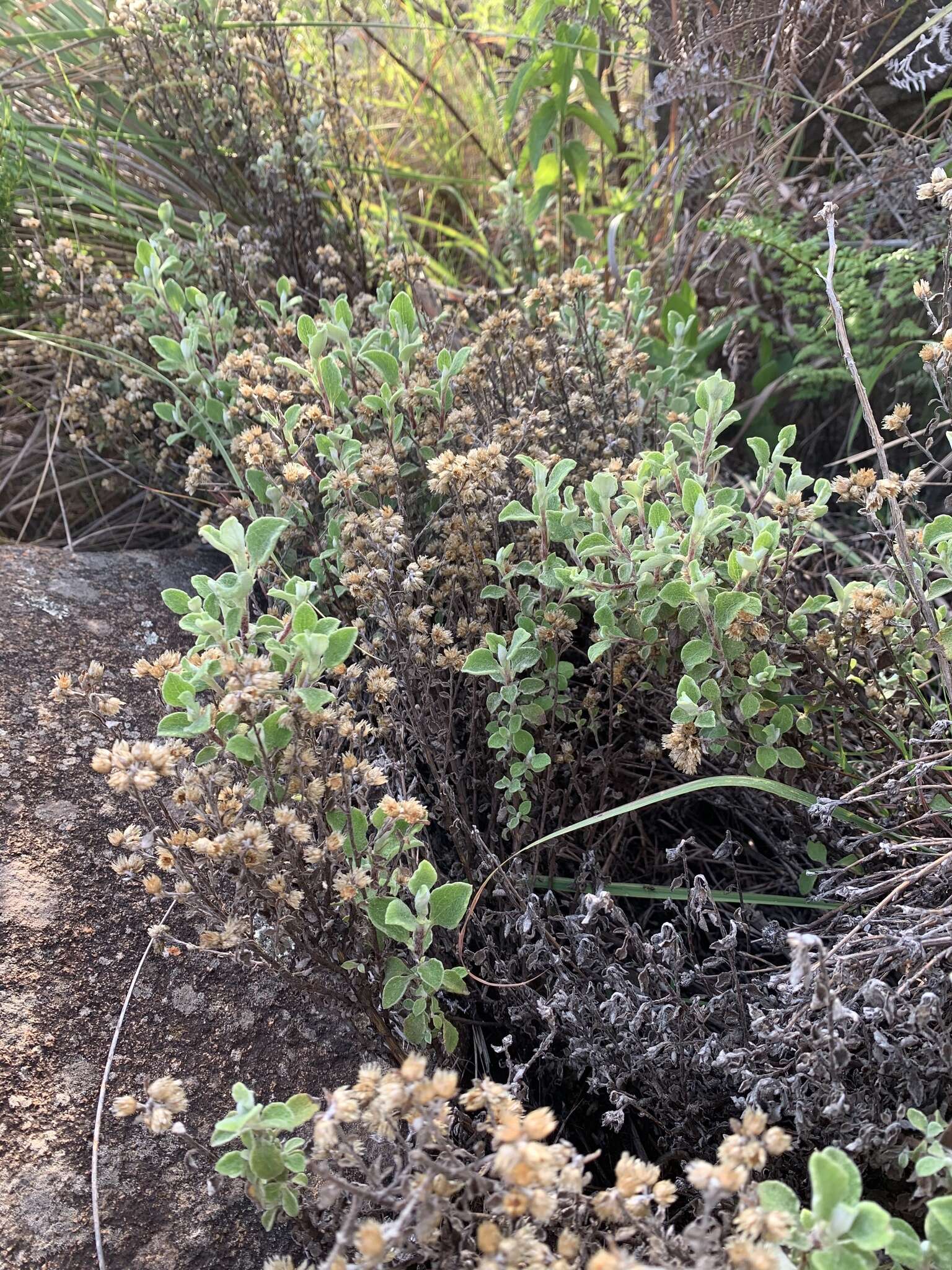 Image of Helichrysum lepidissimum S. Moore