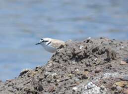 Image of Western snowy plover