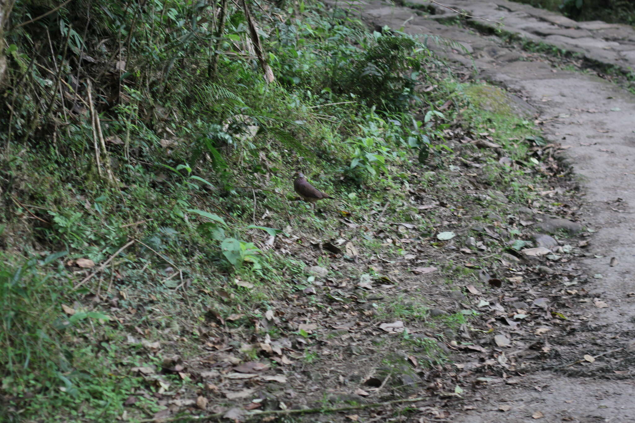 Image of Lined Quail-Dove