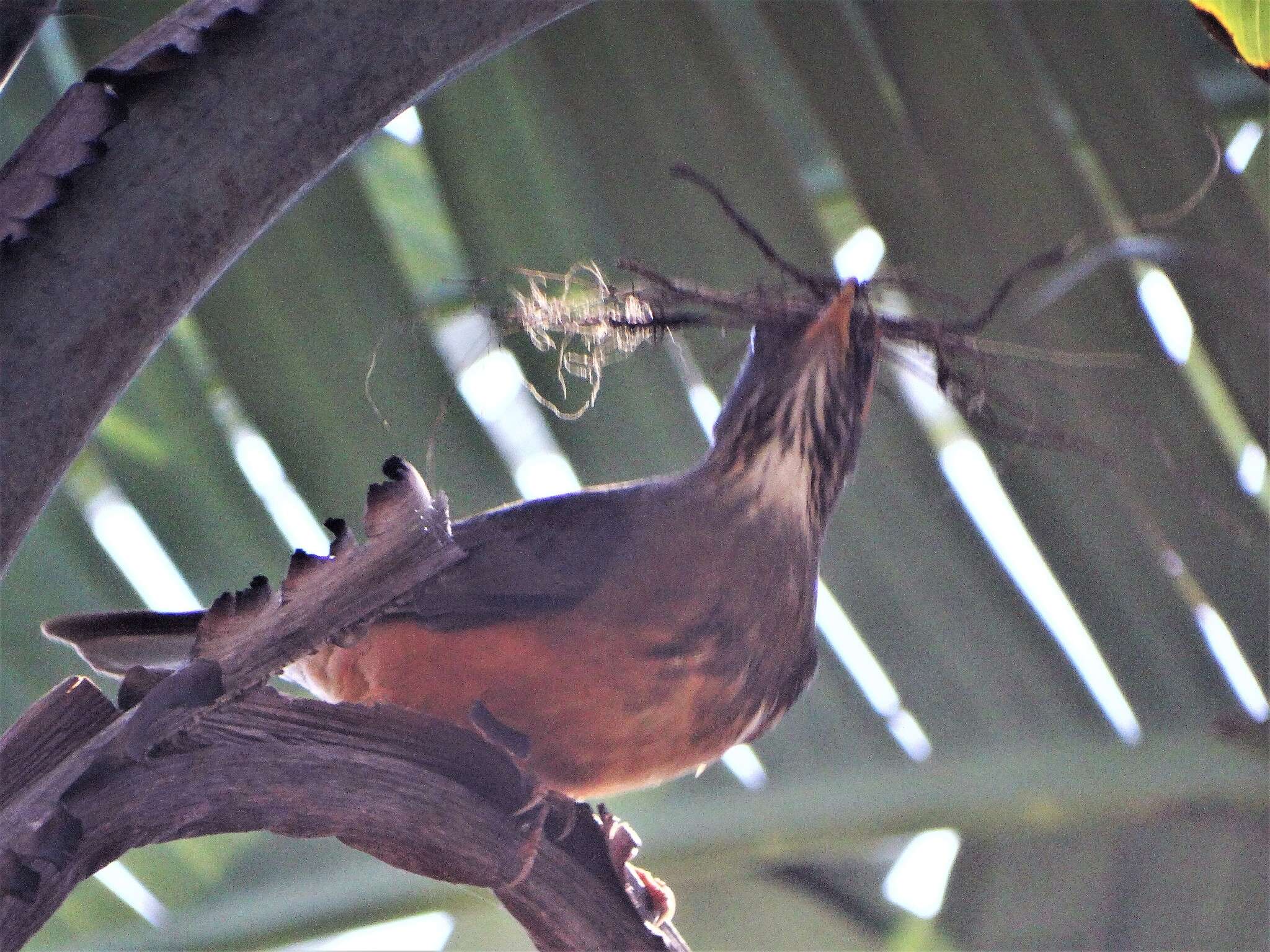 Image of Turdus olivaceus pondoensis Reichenow 1917