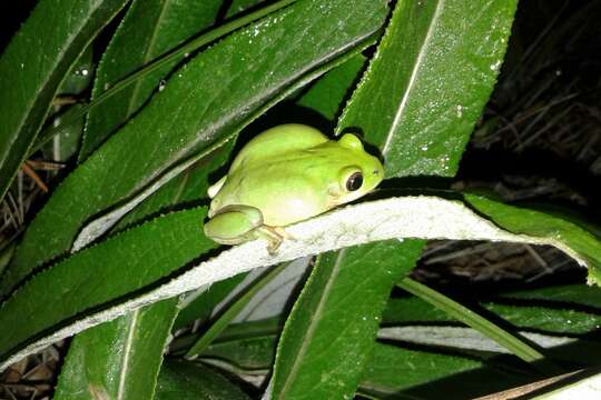 Image of Long-toed Tree Frog