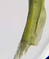 Image of trichostomum moss