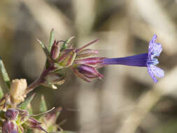 Image of manyflowered ipomopsis