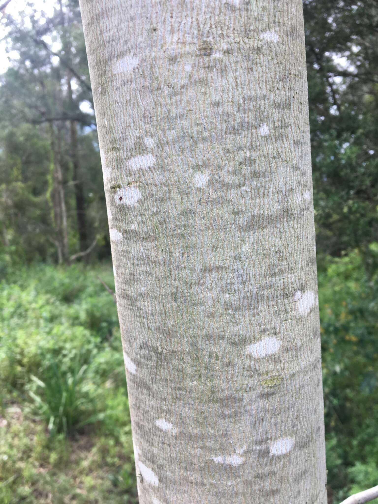 Image of Eucalyptus amplifolia subsp. amplifolia