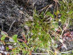 Слика од Centrolepis fascicularis Labill.