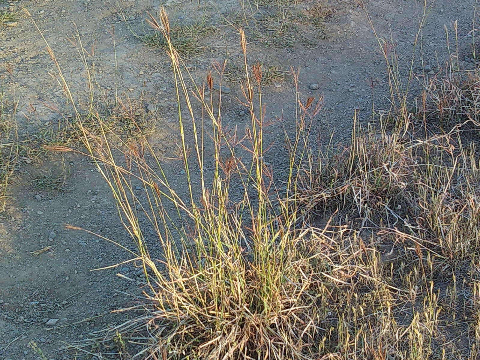 Image of Kleberg's bluestem