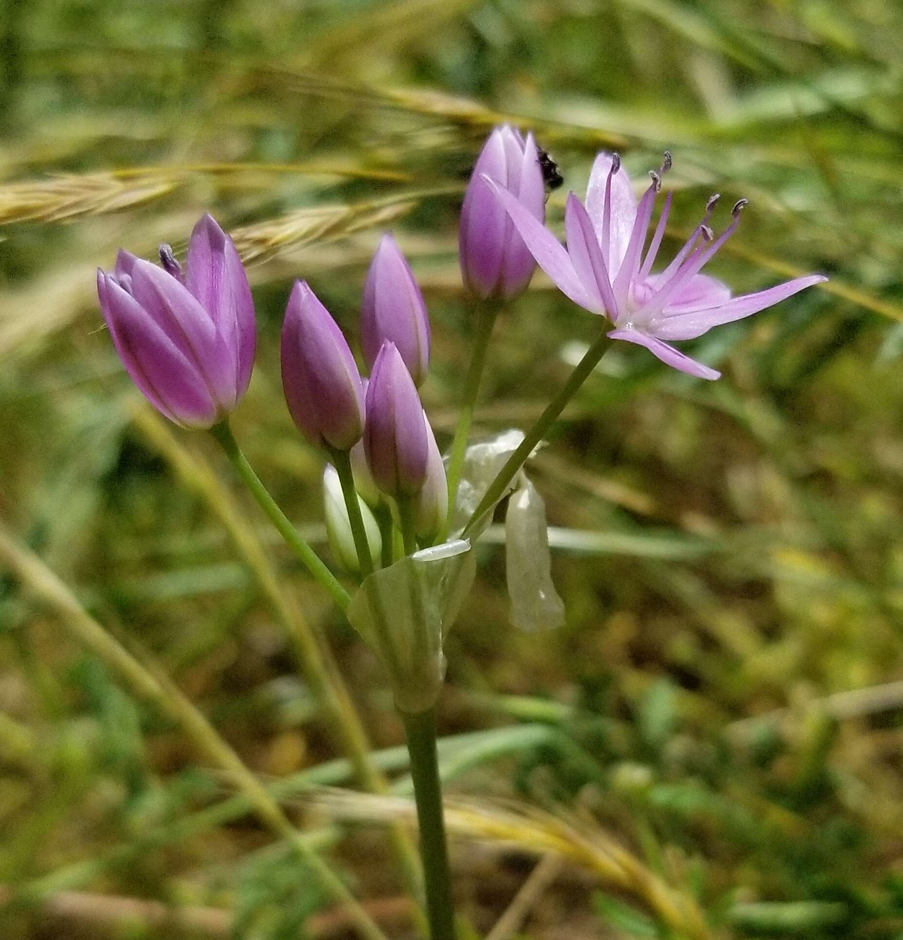 Allium unifolium Kellogg resmi