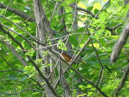 Imagem de Turdus hortulorum Sclater & PL 1863