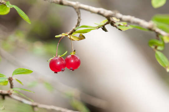 Lonicera kawakamii (Hayata) Masam.的圖片