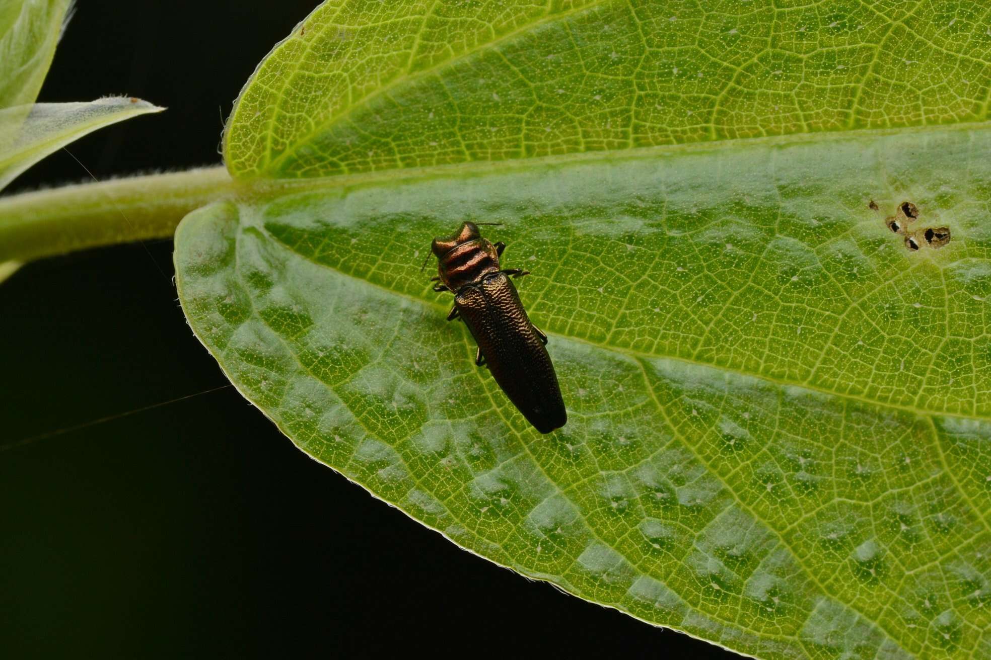 Image of Endelus collaris kerremansi Théry 1927