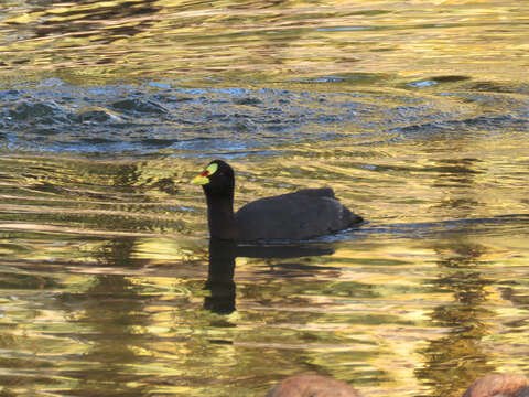 Image of Red-gartered Coot