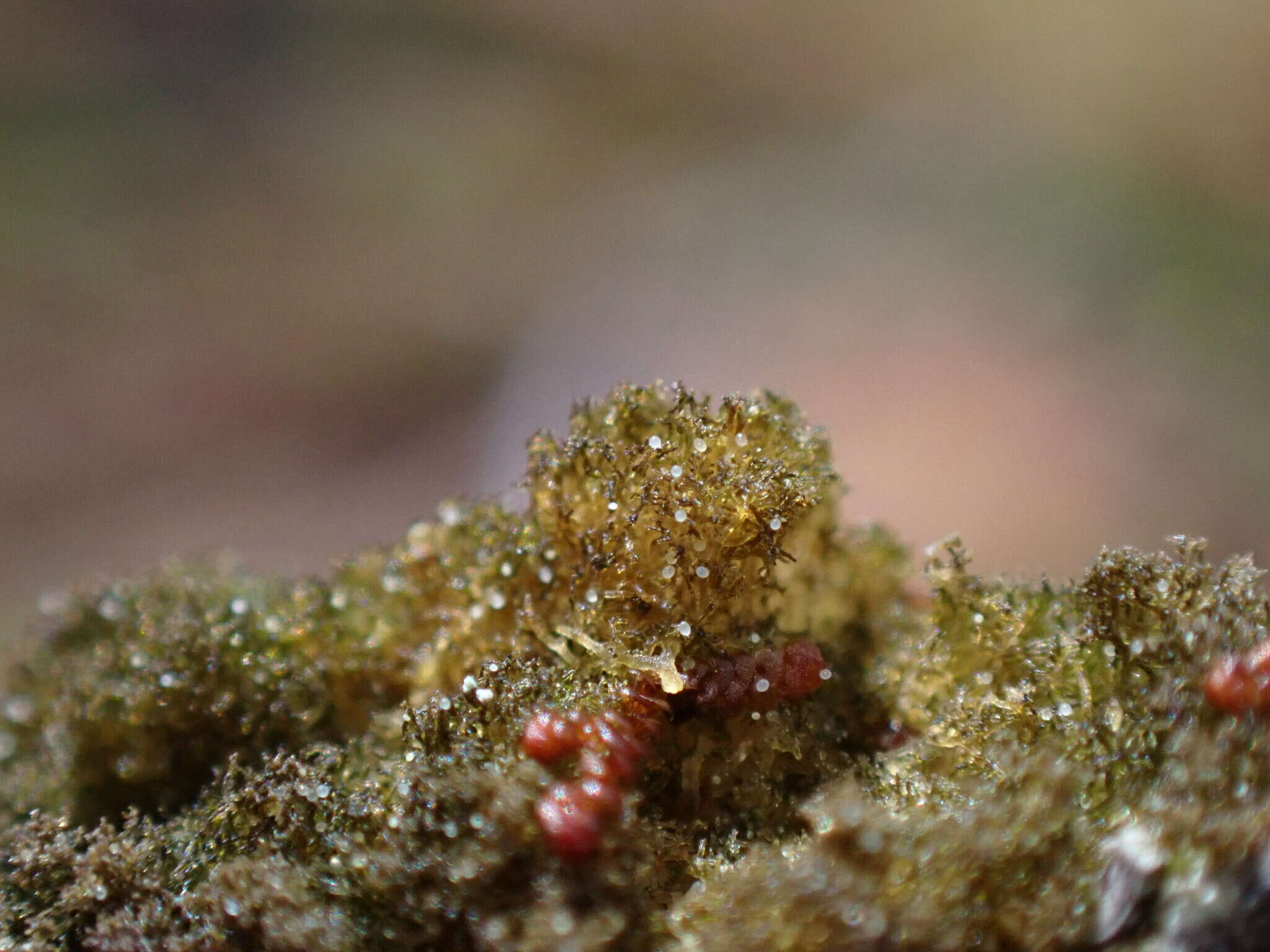 Image of tree polychidium lichen