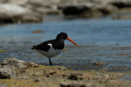 Image of Haematopus ostralegus longipes Buturlin 1910