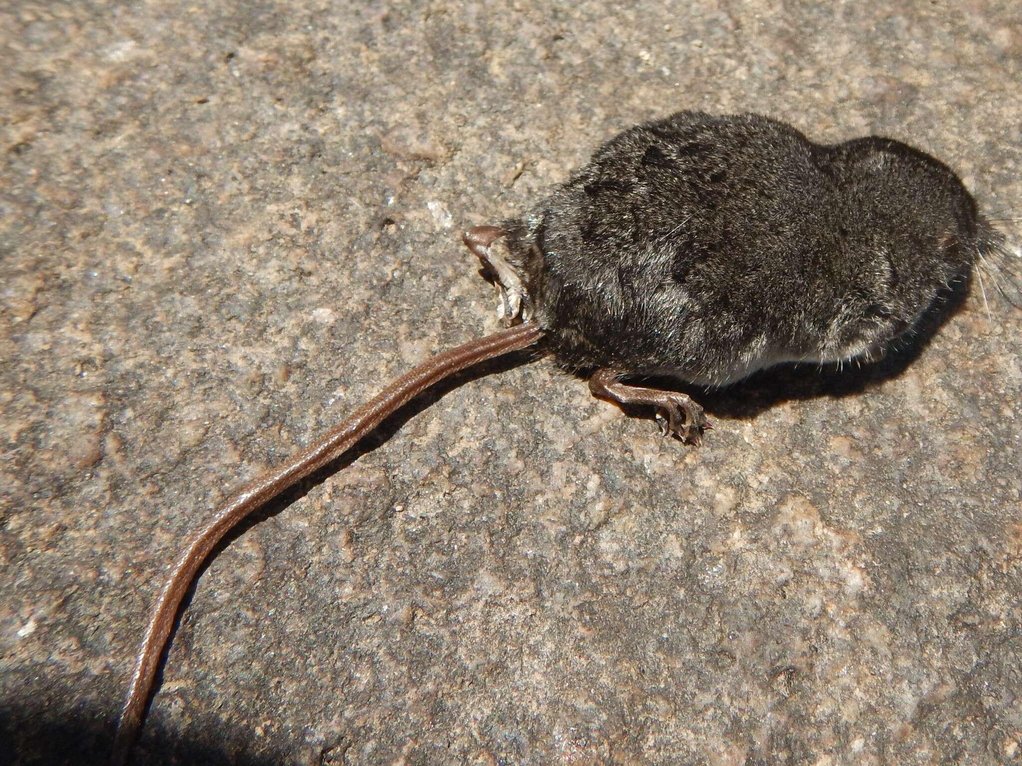 Image of American Water Shrew