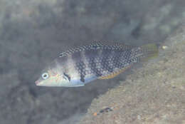 Image of Schwatz&#39;s wrasse