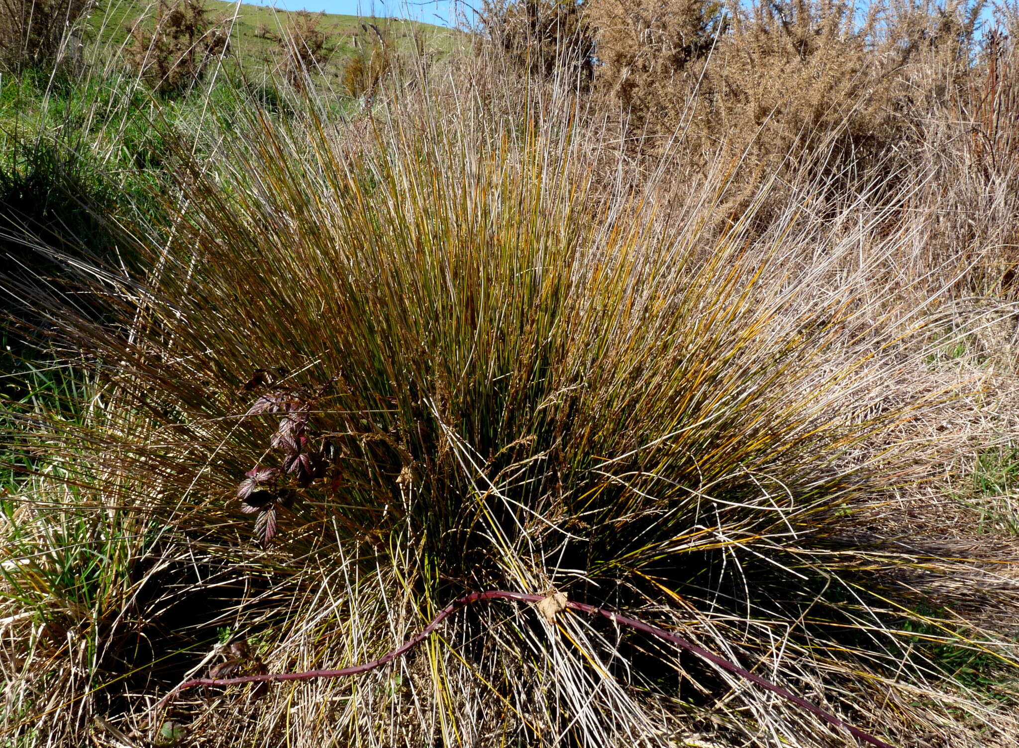 Sivun Machaerina tenax (Hook. fil.) T. Koyama kuva