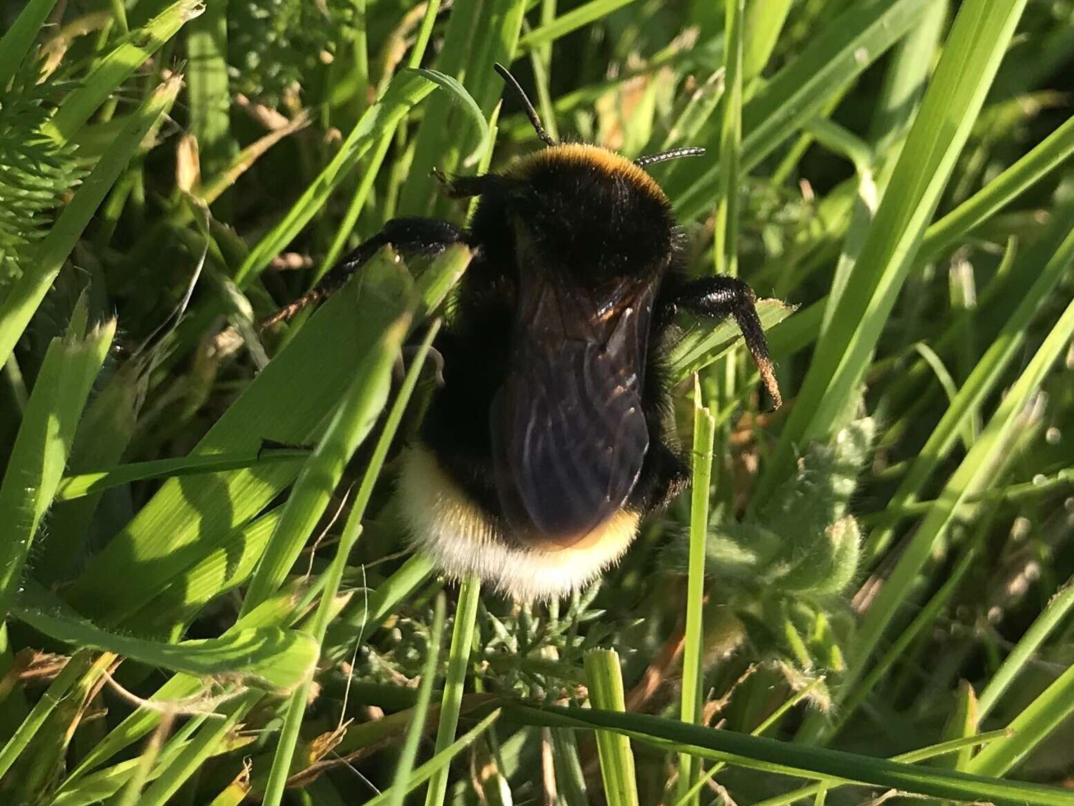 Image of Vestal cuckoo bee