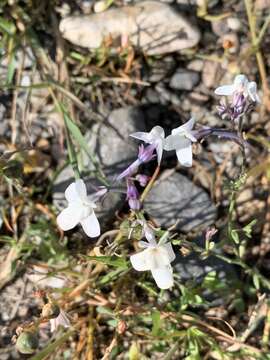 Image of Linaria nigricans Lange