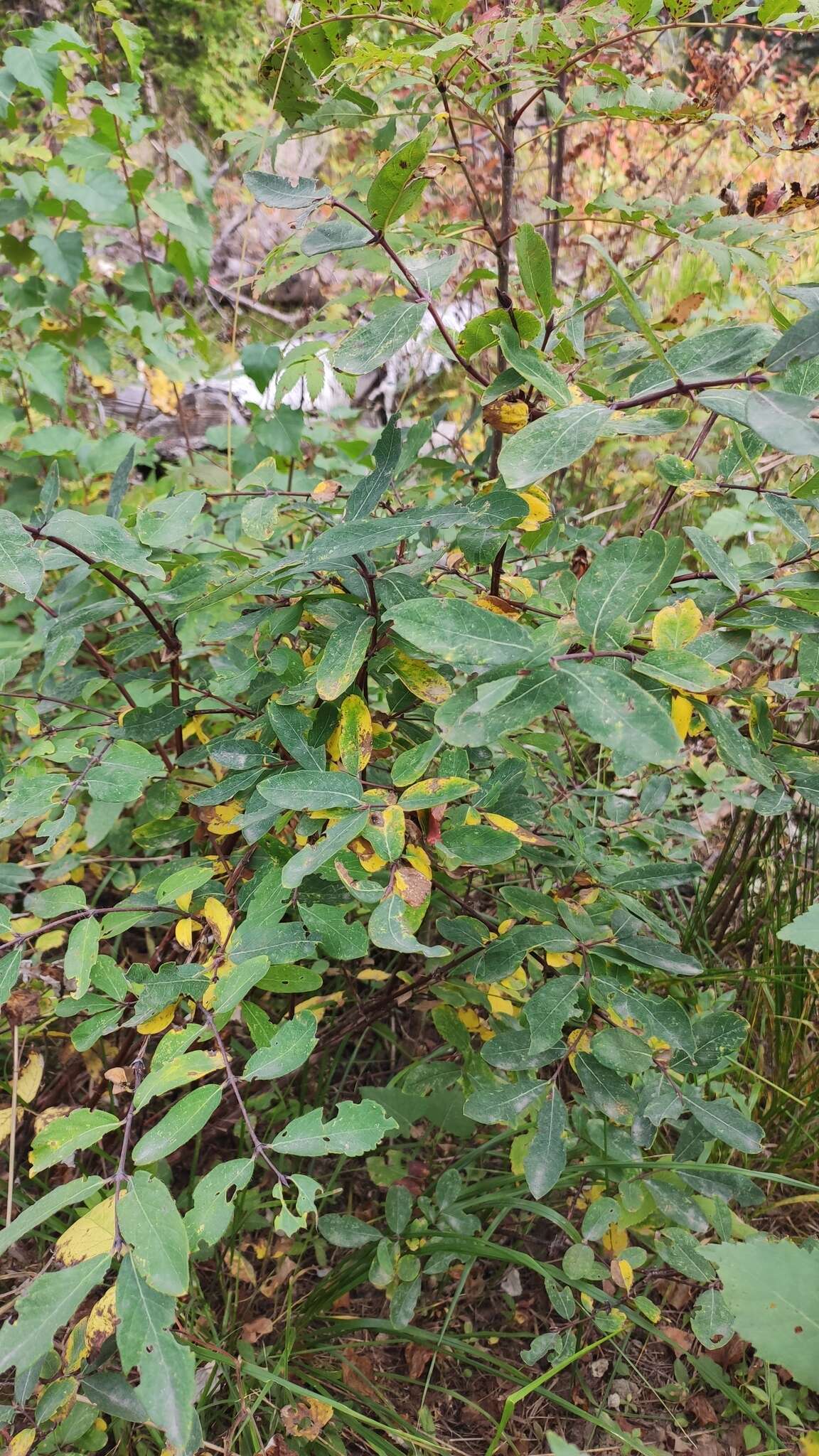 Image de Lonicera caerulea subsp. altaica (Pall.) Gladkova