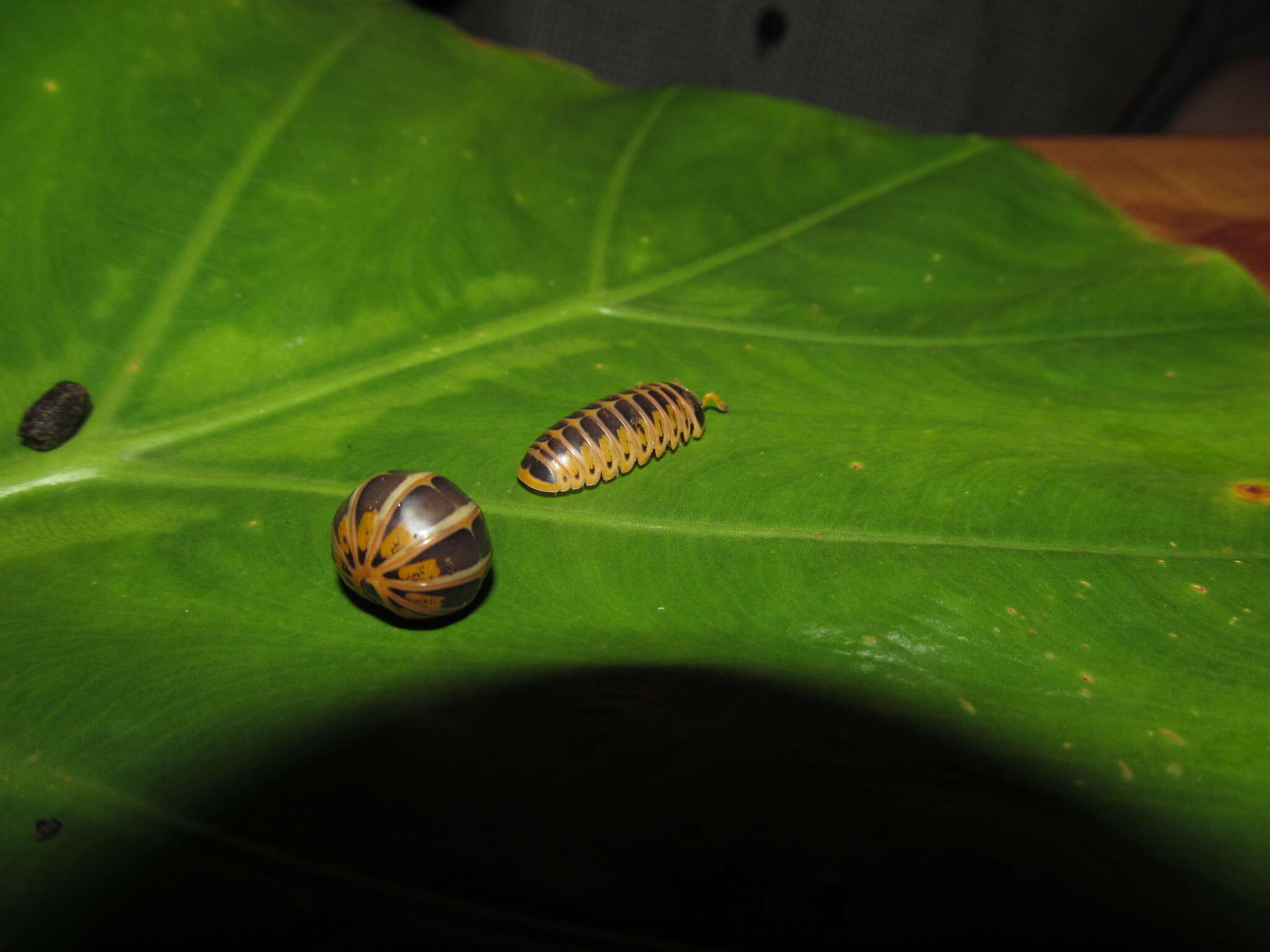 Image of Rhopalomeris sauda A. D. Nguyen, Sierwald & Marek 2019