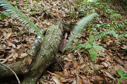 Image of Chestnut Dioon