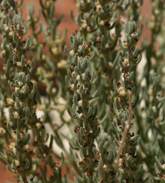 Plancia ëd Neokochia americana (S. Watson) G. L. Chu & S. C. Sand.