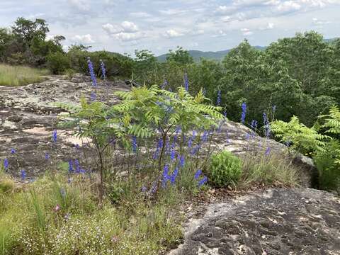 Image of Carolina larkspur