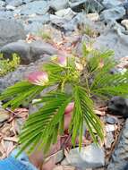 Image of Albizia polyphylla E. Fourn.