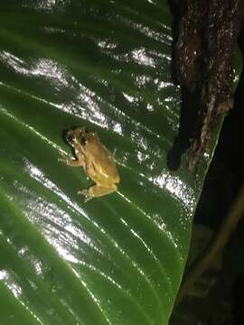 Image of Dendropsophus parviceps (Boulenger 1882)