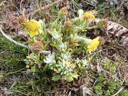 Image of Senecio littoralis Gaud.