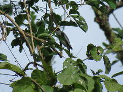 Image of Black-tailed Tityra