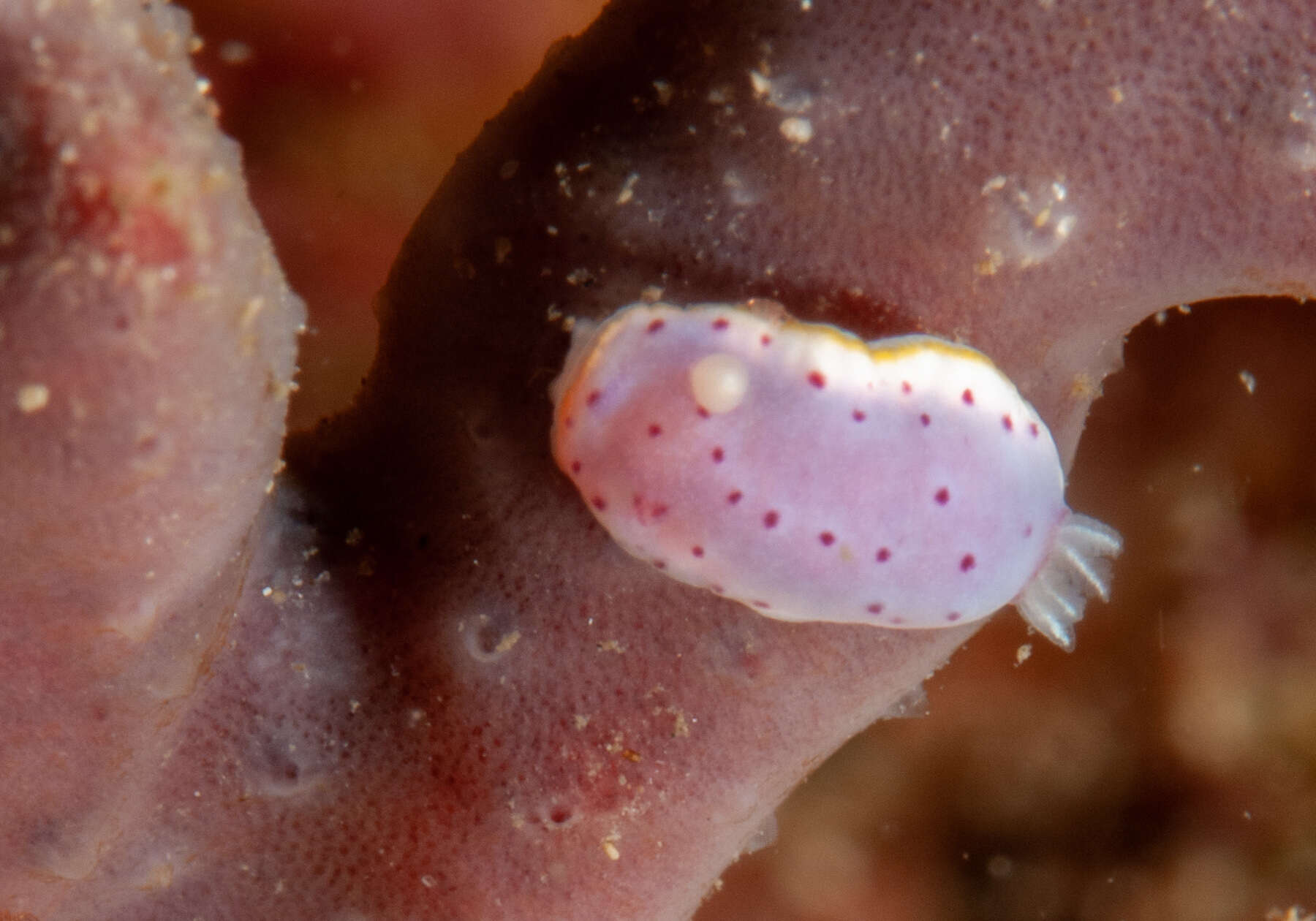 Image de Goniobranchus woodwardae (Rudman 1983)