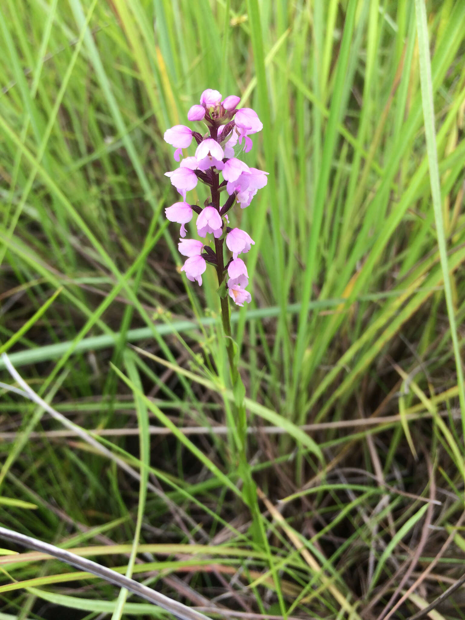 Image of Brachycorythis buchananii (Schltr.) Rolfe