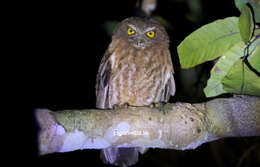 Image de Ninox sumbaensis Olsen, Wink, Sauer-Gürth & Trost 2002