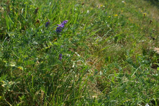 Image de Vicia cracca subsp. cracca